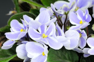 Menekşe Siyah arka plan üzerine