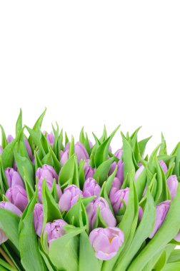 Beyaz arkaplanda izole laleler