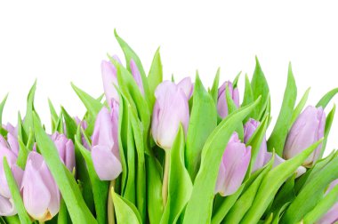 Beyaz arkaplanda izole laleler