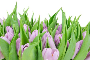 Beyaz arkaplanda izole laleler