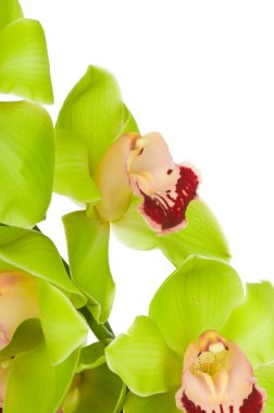 güzel orkide beyaz zemin üzerine izole