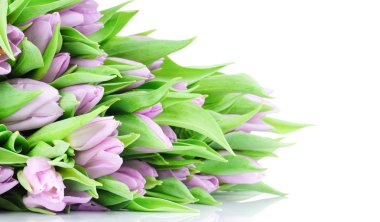 Beyaz arkaplanda izole laleler