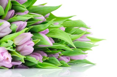 Beyaz arkaplanda izole laleler