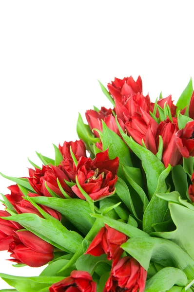 Bouquet de tulipes isolées sur fond blanc — Photo