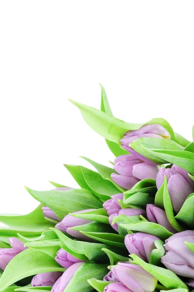 Tulips isolated on white background — Stock Photo, Image