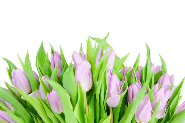 Tulpen geïsoleerd op witte achtergrond — Stockfoto