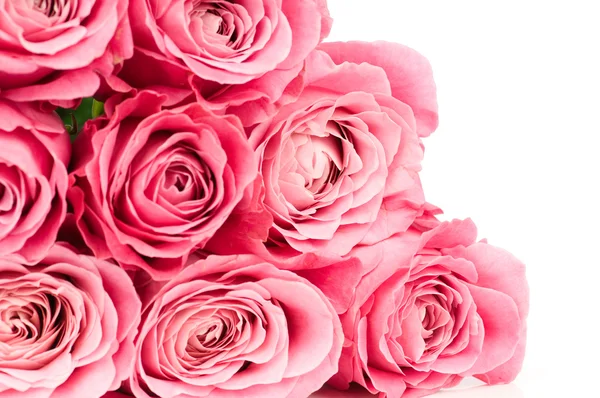 Rosas rosadas — Foto de Stock