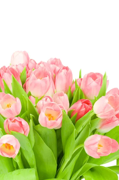 Tulipanes rosados aislados sobre fondo blanco — Foto de Stock