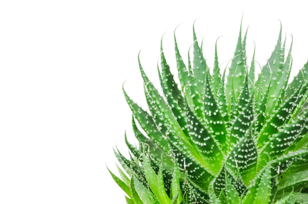 Aloe Cosmo isoleret på hvid baggrund - Stock-foto