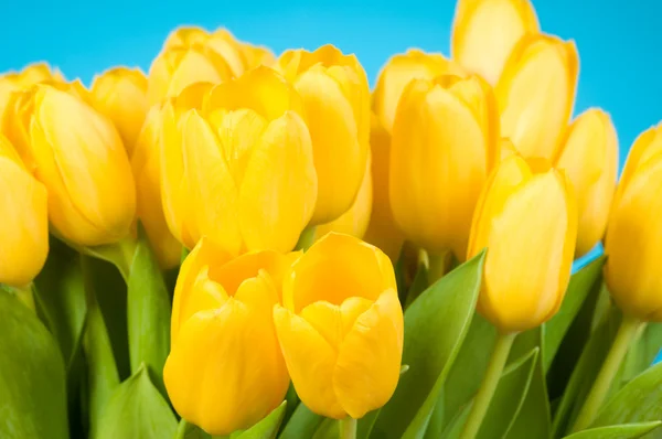 Gelbe Tulpen auf blauem Hintergrund — Stockfoto