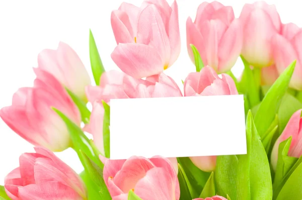 Tulips with greeting card isolated on white background — Stock Photo, Image