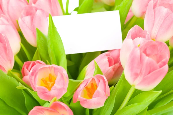 Tulips with greeting card isolated on white background — Stock Photo, Image