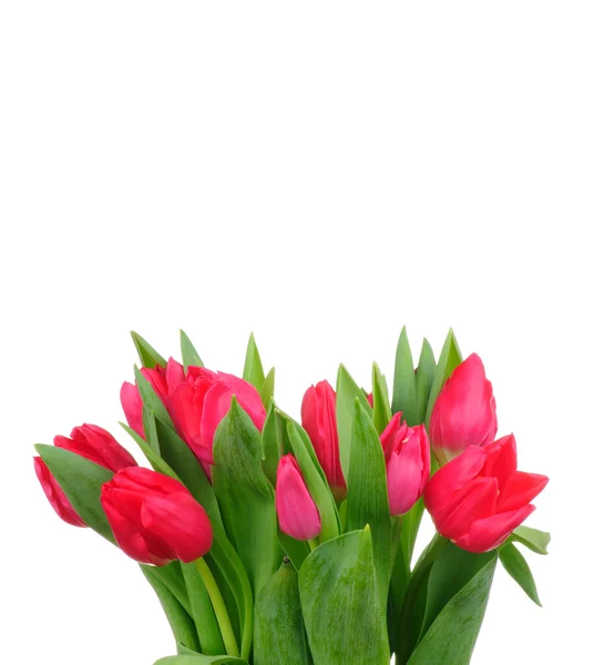 Boeket tulpen geïsoleerd op witte achtergrond — Stockfoto