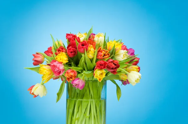 Tulipes dans le vase sur fond bleu — Photo