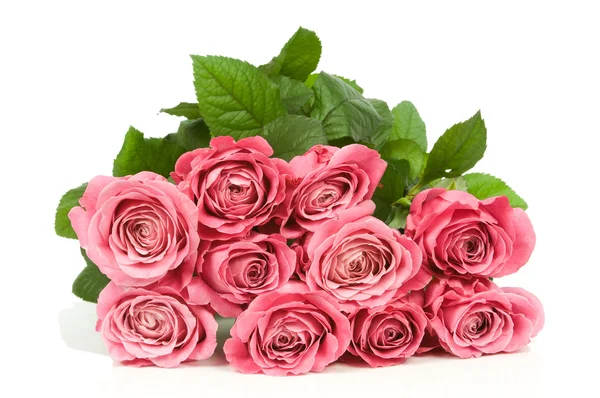 Rosas rosadas — Foto de Stock