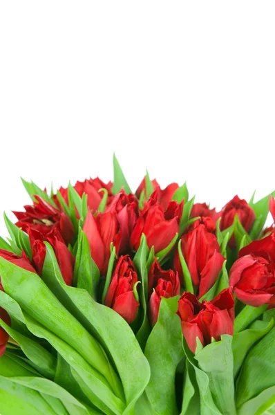 Strauß von Tulpen isoliert auf weißem Hintergrund — Stockfoto