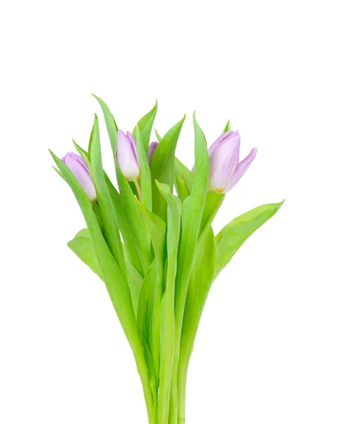 Tulips isolated on white background — Stock Photo, Image