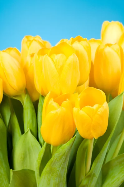 Жовті тюльпани на синьому фоні — стокове фото