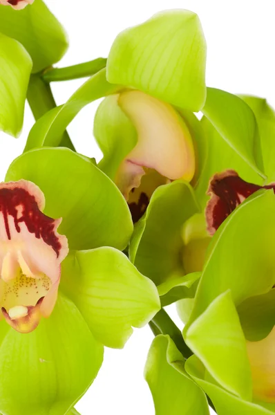 Beautiful Orchid isolated on white background — Stock Photo, Image