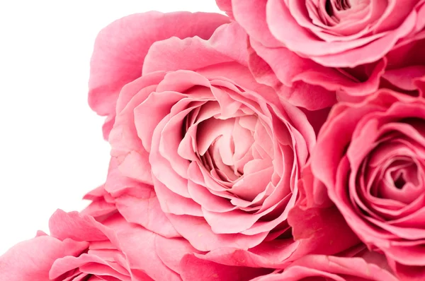 Rosas cor de rosa — Fotografia de Stock