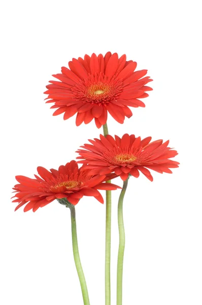 Gerberblumen — Stockfoto