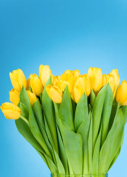Tulipanes amarillos sobre fondo azul —  Fotos de Stock