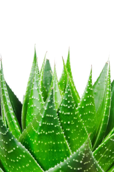 Aloe cosmo isolerad på vit bakgrund — Stockfoto