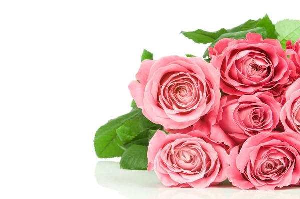 Roze rozen — Stockfoto