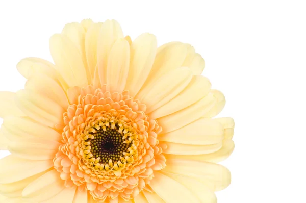Daisy blomman. — Stockfoto