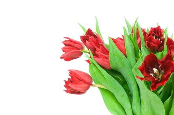 Strauß von Tulpen isoliert auf weißem Hintergrund — Stockfoto