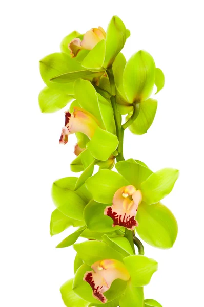 Beautiful Orchid isolated on white background — Stock Photo, Image