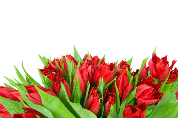 Kytice tulipánů izolovaných na bílém pozadí — Stock fotografie