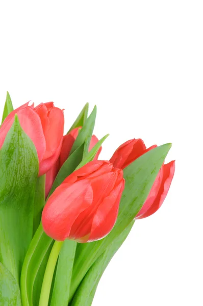 Ramo de tulipanes aislados sobre fondo blanco — Foto de Stock