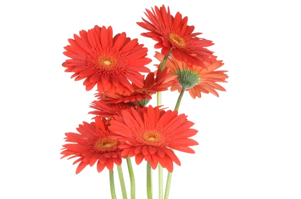 Flores de gerber — Foto de Stock