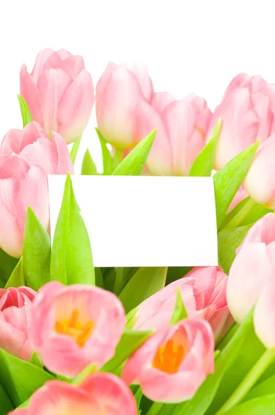 Tulipanes con tarjeta de felicitación aislados sobre fondo blanco —  Fotos de Stock
