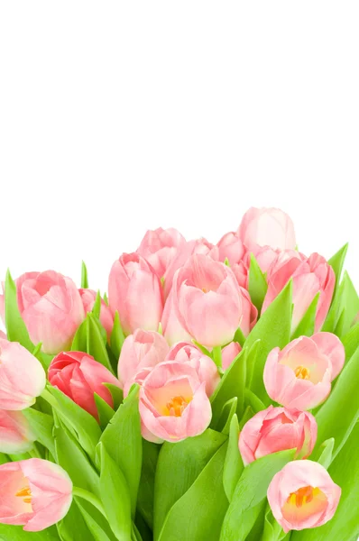 Roze tulpen geïsoleerd op witte achtergrond — Stockfoto