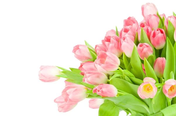 Roze tulpen geïsoleerd op witte achtergrond — Stockfoto
