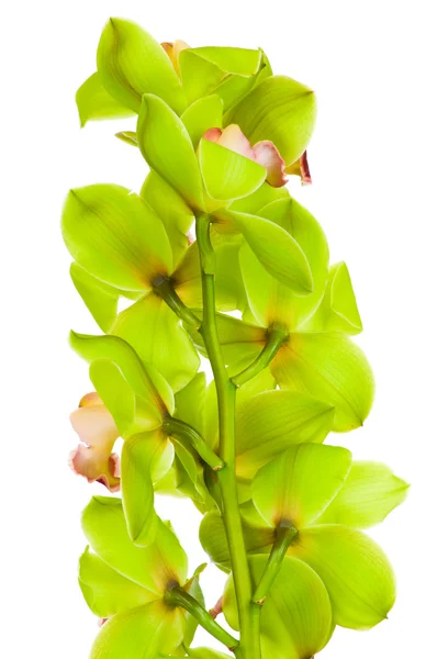 Beautiful Orchid isolated on white background — Stock Photo, Image