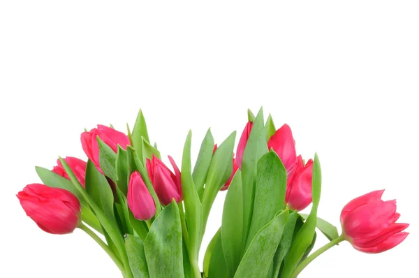 Strauß von Tulpen isoliert auf weißem Hintergrund — Stockfoto