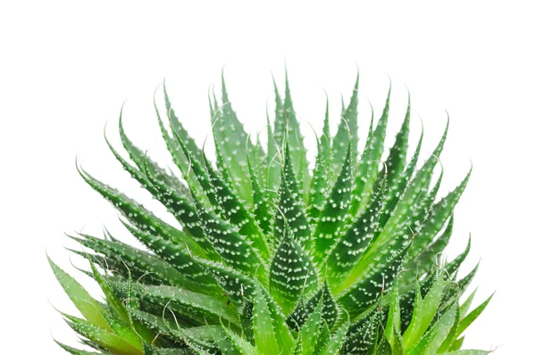 Aloe cosmo isolerad på vit bakgrund — Stockfoto