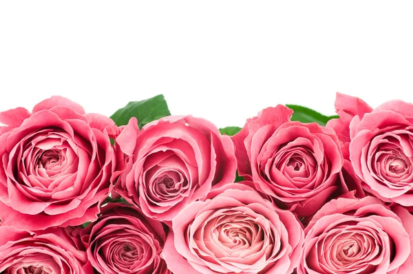 Roze rozen — Stockfoto