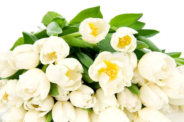 Kytice tulipánů izolovaných na bílém pozadí — Stock fotografie