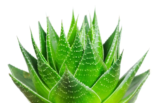 Aloe Cosmo isolado sobre fundo branco — Fotografia de Stock