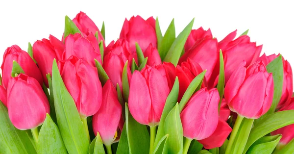 Ramo de tulipanes aislados sobre fondo blanco — Foto de Stock
