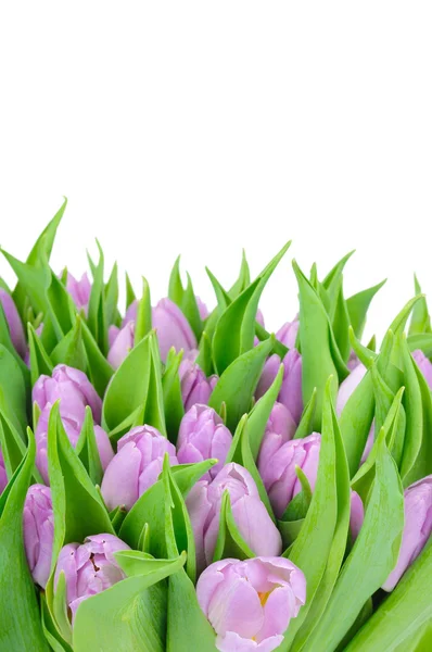 Beyaz arkaplanda izole laleler