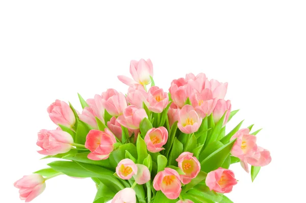 Pink tulips isolated on white background — Stock Photo, Image