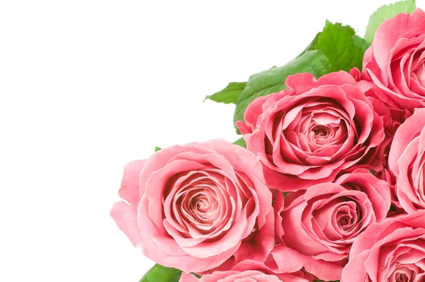 Pink roses — Stock Photo, Image