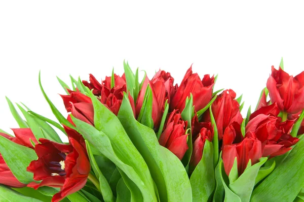 Strauß von Tulpen isoliert auf weißem Hintergrund — Stockfoto