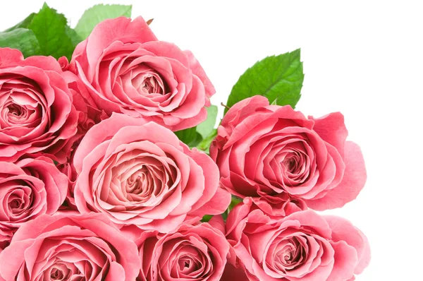 Pink roses — Stock Photo, Image