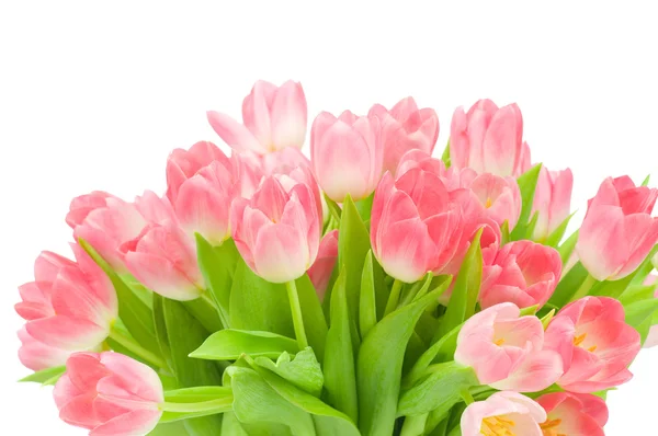 Tulipanes rosados aislados sobre fondo blanco — Foto de Stock